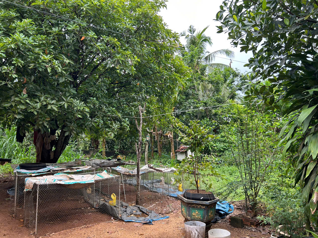 nhà vườn hoài thanh hoài nhơn giá rẻ